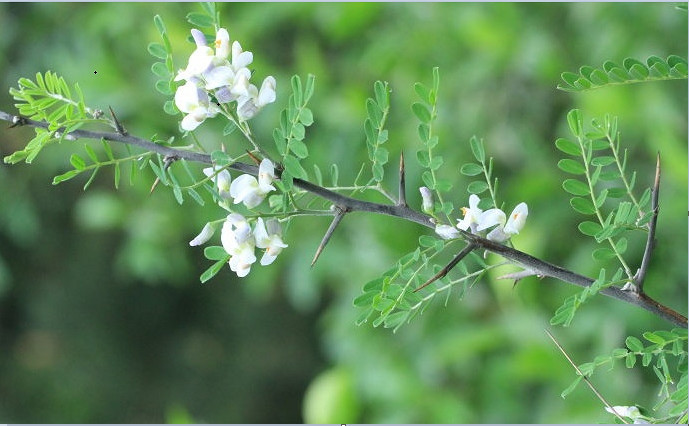山间的一种野花,农民称它苦刺花,30年前