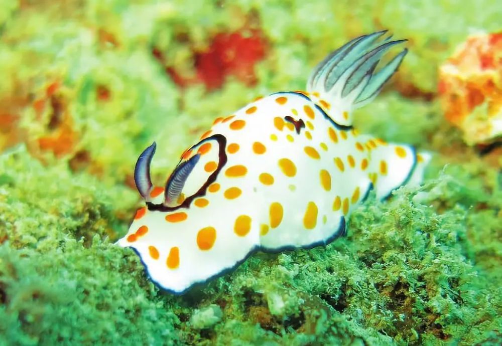 海兔属于海洋腹足纲,也被称作"海蛞蝓".