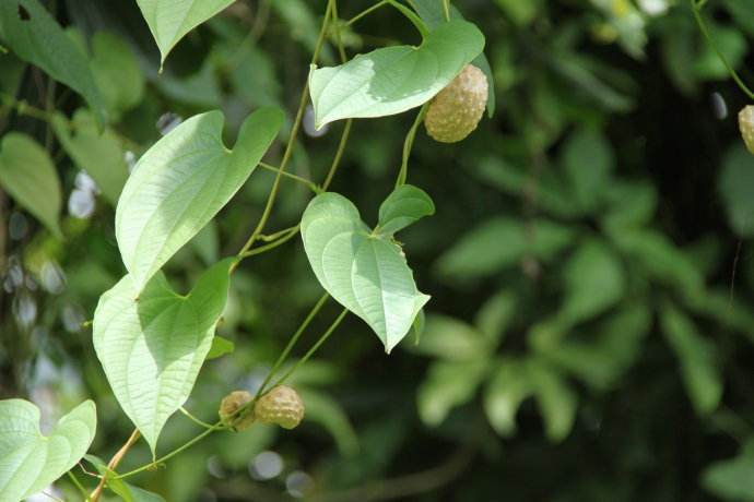 植物,何首乌,叶子,山药豆,黄独