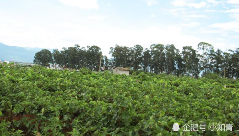 今年这水果疯狂了,农民种了不够卖,收购价12元