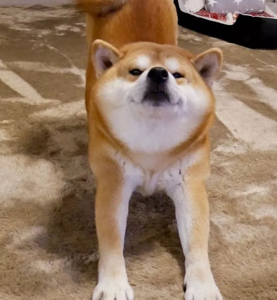 回家看到柴犬躺在血泊里,主人险些吓哭,仔细一看怒了