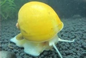 鱼缸里可以养螺吗?观赏螺来了解一下