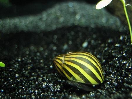 鱼缸里可以养螺吗?观赏螺来了解一下