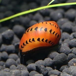 鱼缸里可以养螺吗?观赏螺来了解一下