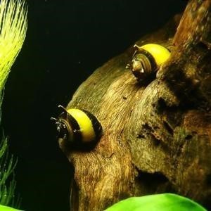 鱼缸里可以养螺吗?观赏螺来了解一下