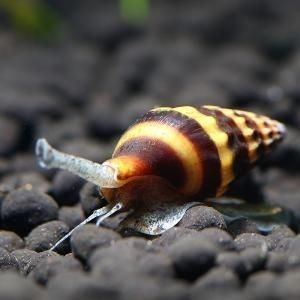 鱼缸里可以养螺吗?观赏螺来了解一下