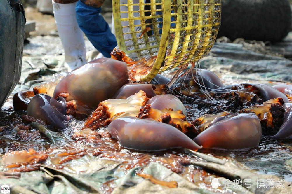 创纪录高温海蜇养殖户损失惨重!减产7万斤少赚