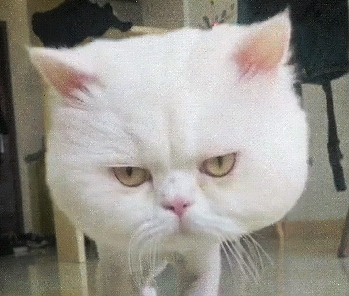 张开大嘴吞猫头,被猫咪一顿挠抓拍:妖精,赶快现形