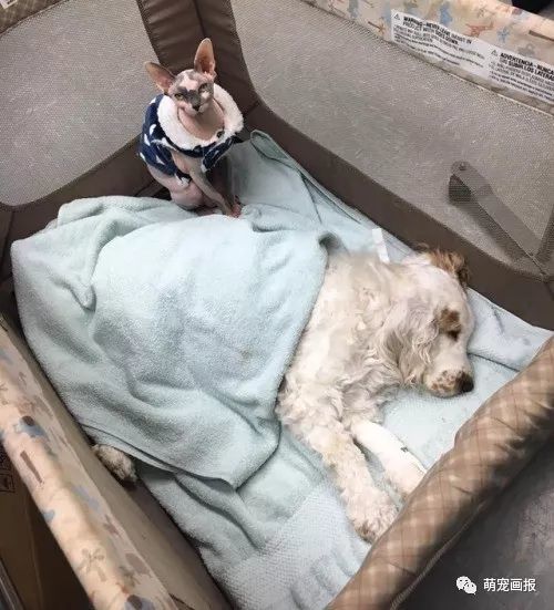 无毛猫成了一名护士,在动物诊所里面安慰受伤