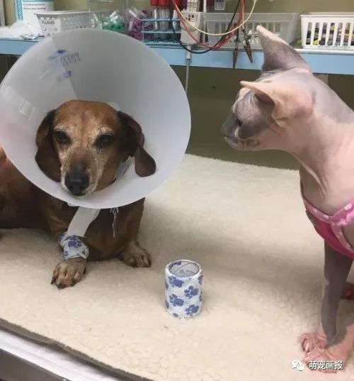 无毛猫成了一名护士,在动物诊所里面安慰受伤