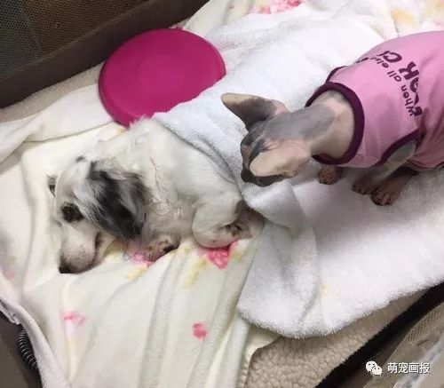 无毛猫成了一名护士,在动物诊所里面安慰受伤