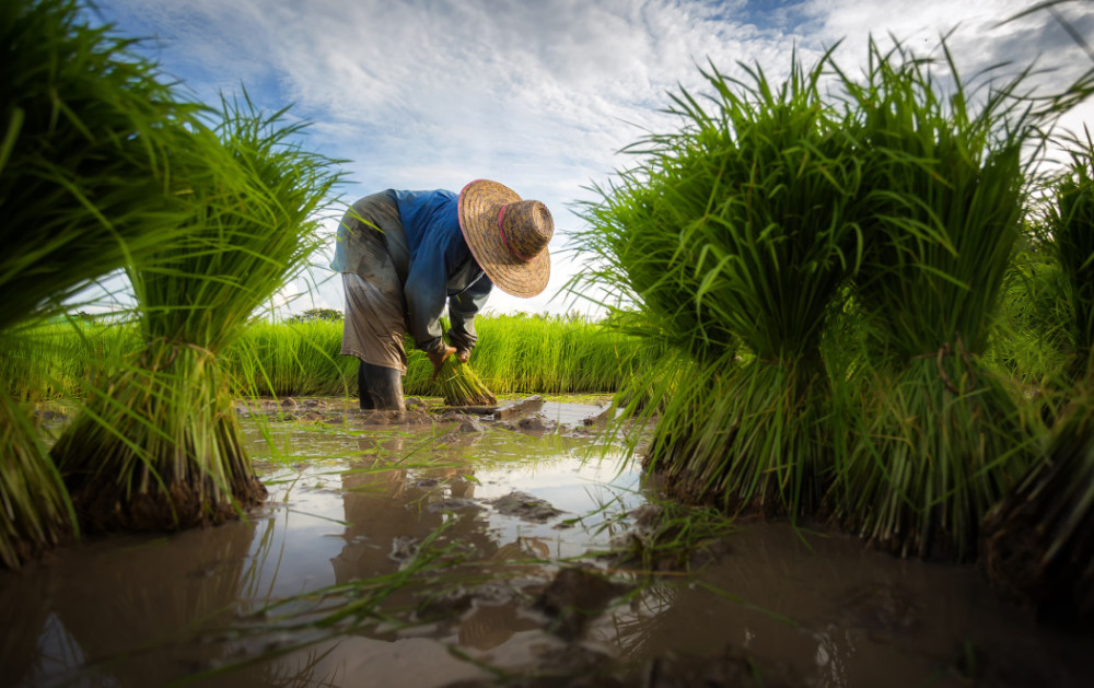 当年的镜头总在我眼前晃着:我身着塑料纸改成的雨披,站在田埂上,雨滴