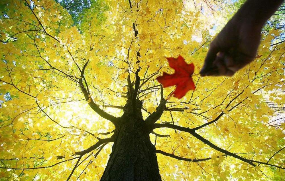 立秋后说秋:人生短短几个秋 愁情烦事别放心