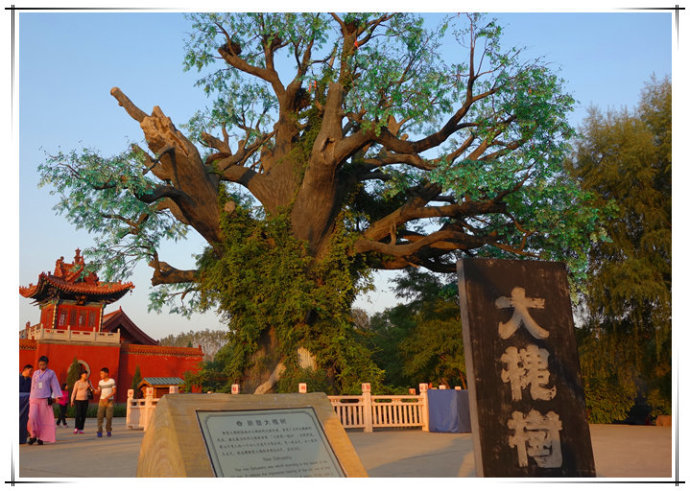 祖先故居叫什麼,大槐樹下老鴰窩.