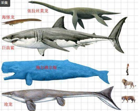 鲨鱼的祖先是谁?图片