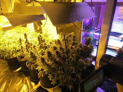 老外种大麻自食给其放音乐 音乐 瘾君子 大麻