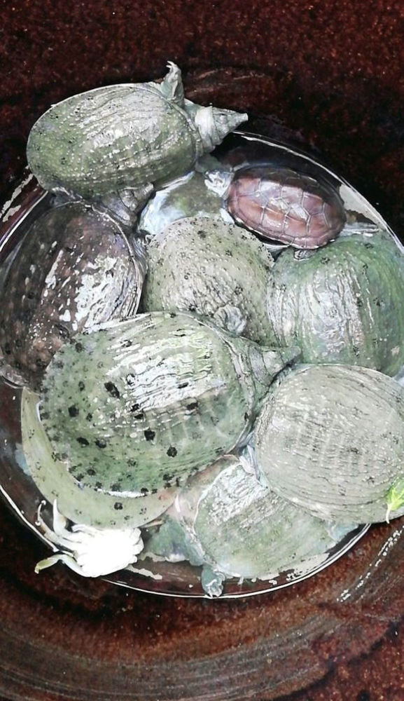 乌龟成灾!珠江夜钓,钓获一窝龟鳖,钓友:只想钓