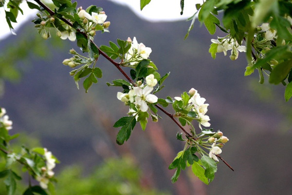 纳兰性德自创的一首词,以赋法铺叙,语虽平直,但
