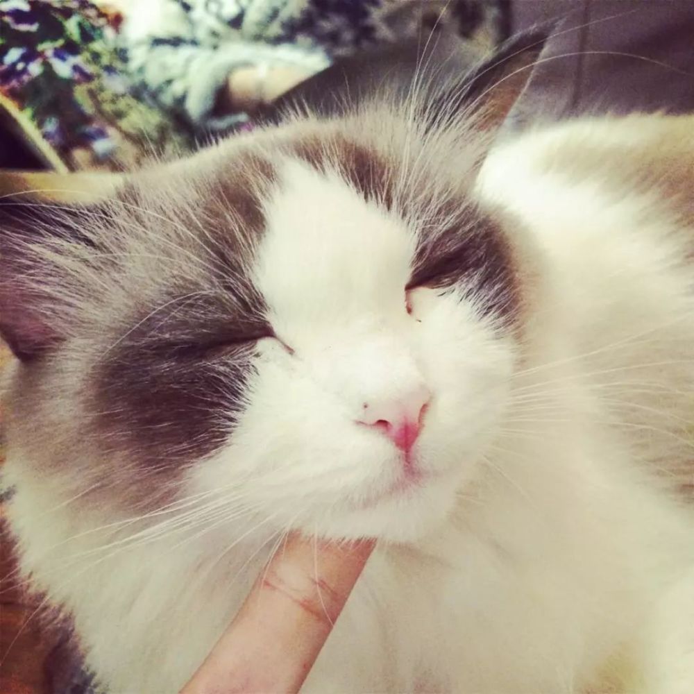 猫大人是否爱你,撸一下就知道了