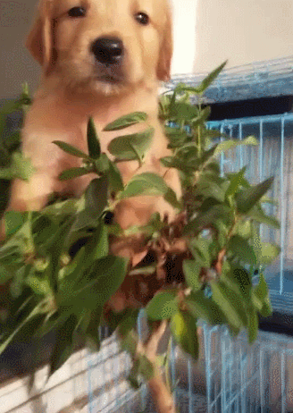 金毛犬越狱被困在树上，可怜巴巴求助主人，主人一瞧说：活该！