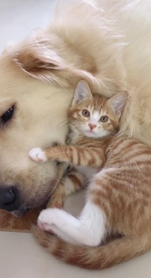 猫咪爱跟金毛腻歪在一起,主人当面问话,金毛眼神遭主人质疑