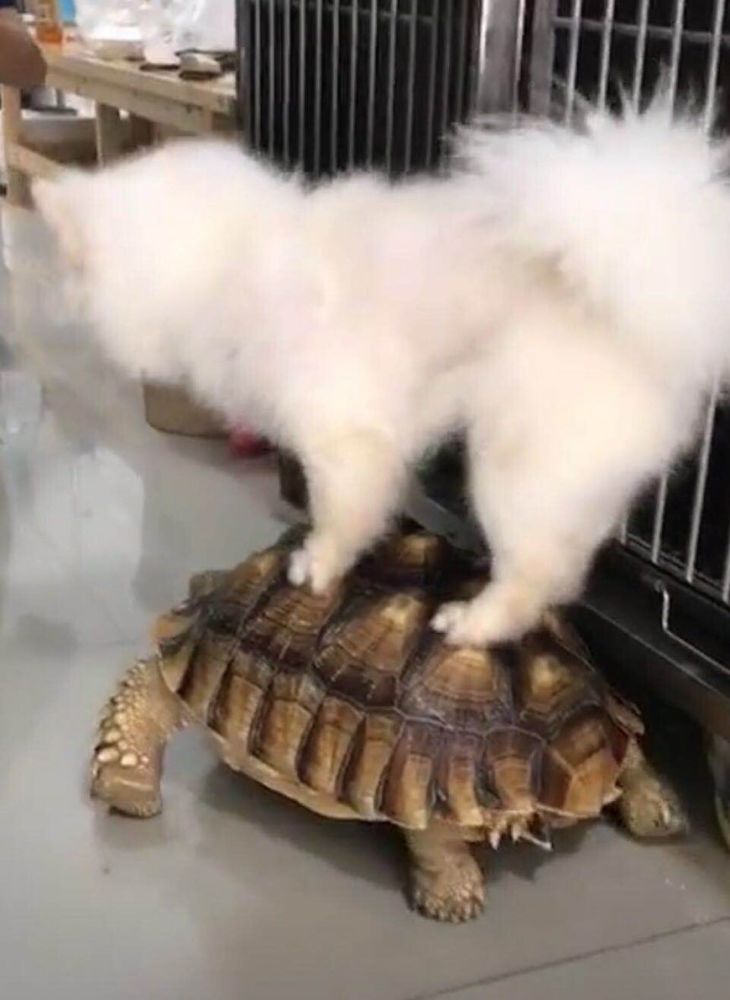 萨摩在家拿乌龟当坐骑,上演仙侠传奇别人御剑,它骑神兽"玄武"