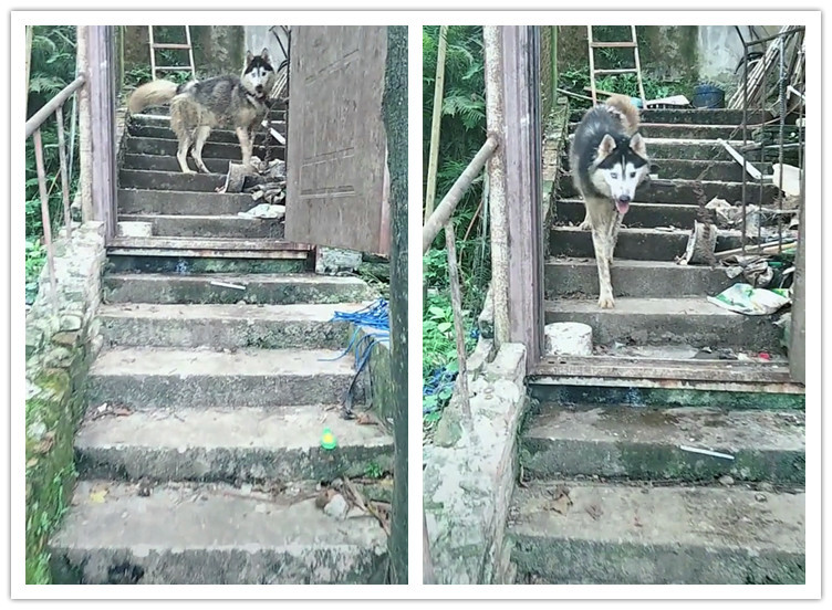 二哈被铁链锁在一废墟受尽风吹雨打全身乌七八糟,狗主太过分了