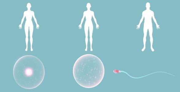 卵子黑市诱导年轻少女卖卵挣钱,卖卵子对女性