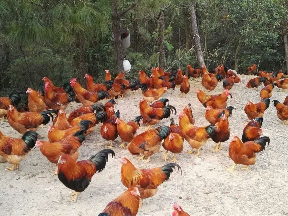 国家大力扶植养殖业,这五个有"钱"景的养殖项目值得投资,"一本万利"