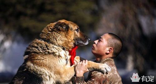 《犬王:这部回顾抗日的电影,却真实炸死了一条军犬