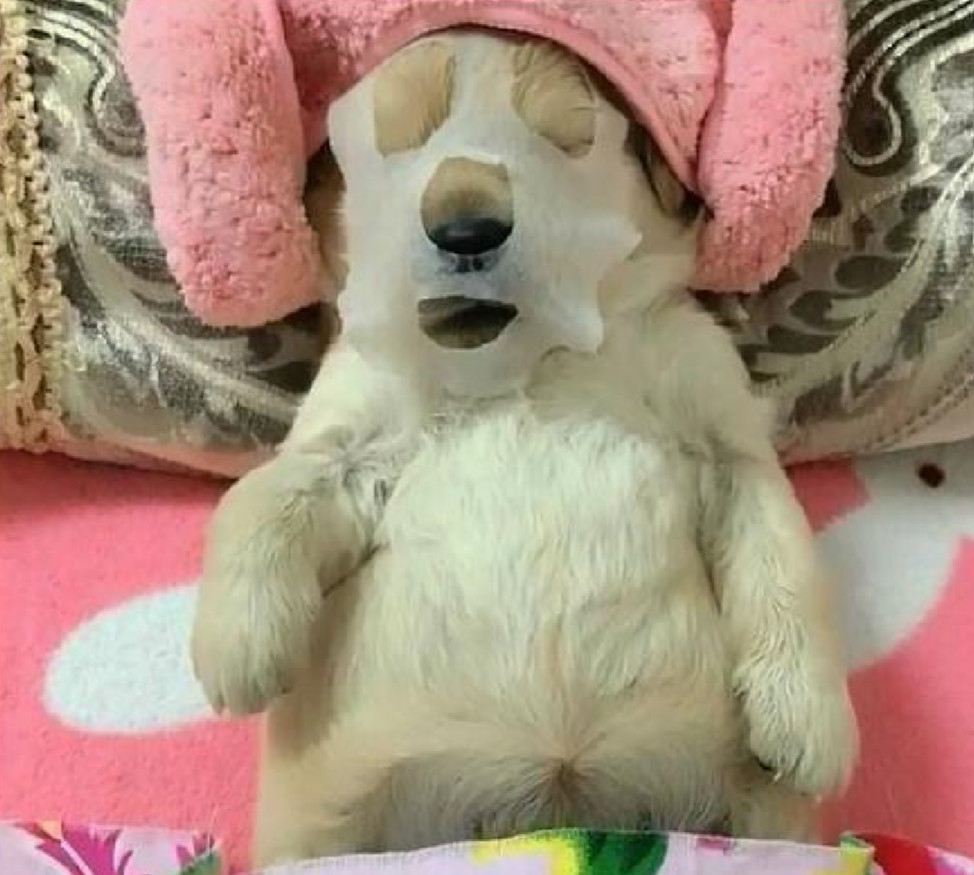 女友给狗狗捏脚、做面膜、补水,男友在旁质疑