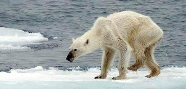 奄奄一息的北极熊,却不能给它喂食