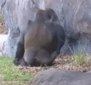 黑猩猩:在怎么砸我也一样,鄙视你就是鄙视你~版权声明:本文由"宠物萌