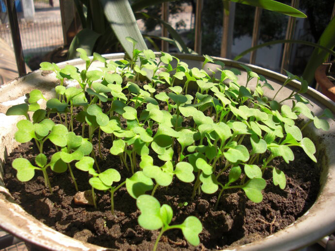 小白菜,叶子,盆栽,阳台,种子