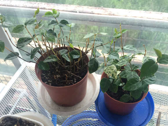 教你养花叶络石,叶子不黄蹭蹭长,比花还要美!