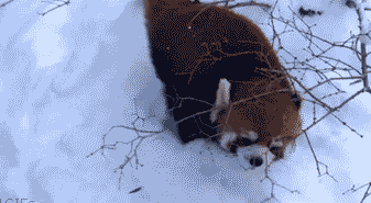 刚刚过去的这轮降雪 是不是很过瘾 17日夜间到18日 还有一场雪 我们又