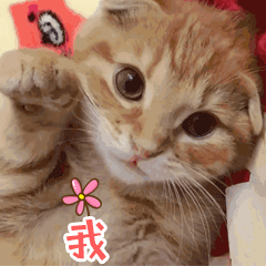 猫咪挥手表情包图片