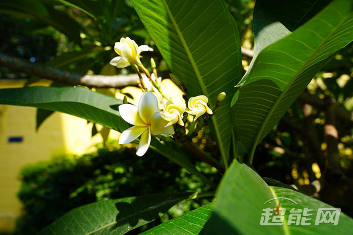 机拍照能比肩微单?iPhone X VS 索尼A7M3给