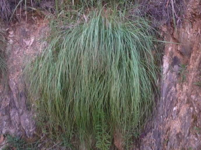 荒坡上的一种野草,30年前用它做草鞋,也被称为"坟头草"