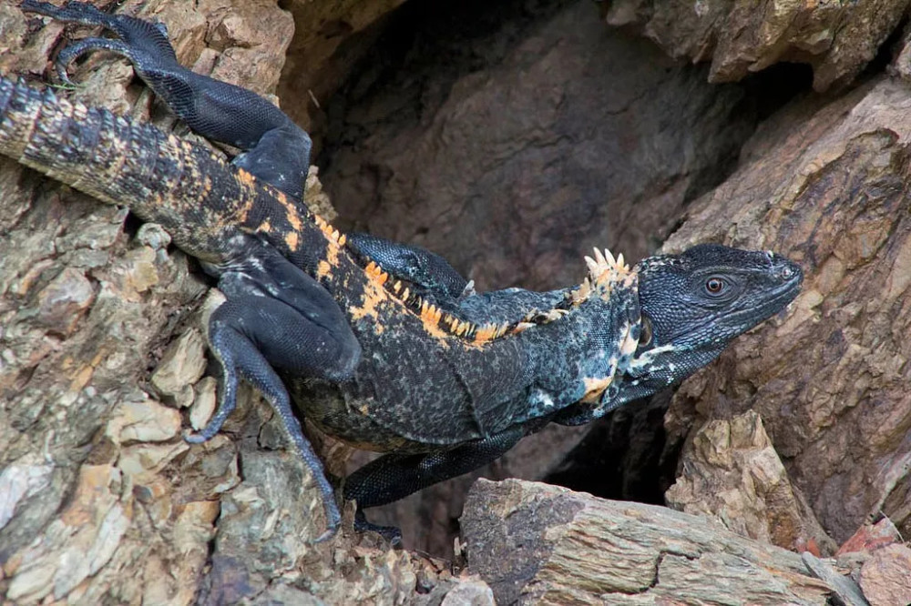 今日预定,绿丛林蜥&黑刺尾鬣蜥&彩虹鞭尾蜥