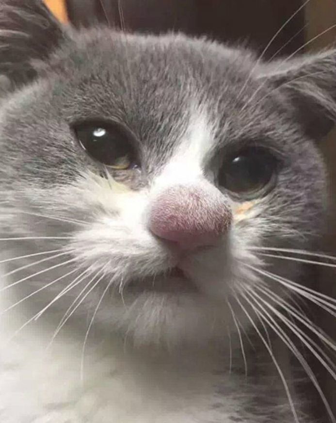 被蜜蜂蛰了的猫 第二个鼻子变线团 第三个多了一截下巴 最后一个直接穿了棉靴
