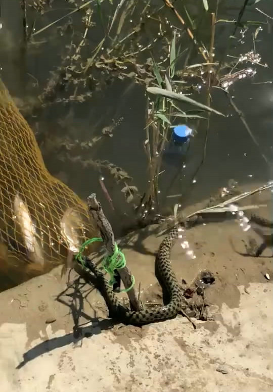 凶残!河边钓鱼，大蛇潜伏水底，咬死了全部鱼获，赶也赶不走