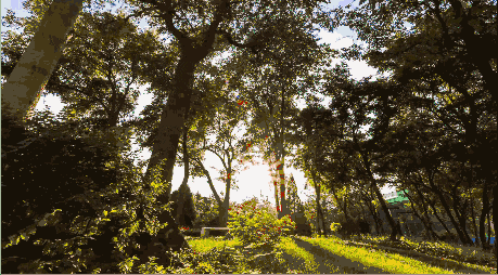 碧绿的湖水宛如一面绿翡翠镜,镜上泛着一片青烟似的薄雾,湖面上清晰的