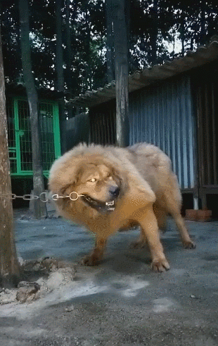 藏獒咬铁链十几天,打算想要自由,主人一看心慌慌