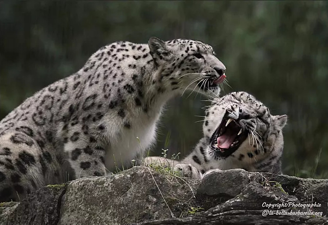 雪豹没有天敌?这种犬科动物经常欺负雪豹