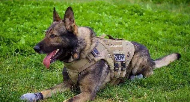 听说英国警犬一退役,就要立马实行安乐死,这是真的吗?