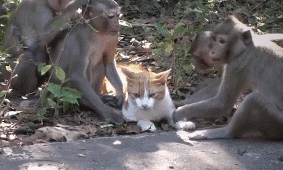 猫和猴子打架图片