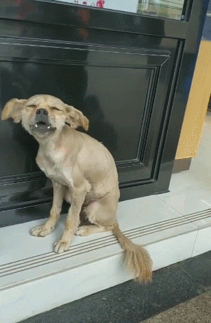 308_471竖版 竖屏gif 动态图 动图