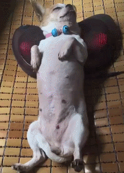 搞笑gif:这是什么情况,难道新娘被调包了吗