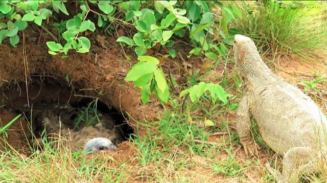 蜥蜴,火鸡,野生动物,动物趣闻,动物救援